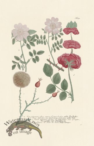 (image for) Weinmann PL 871