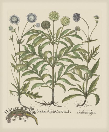 (image for) Besler 257 Colored B2