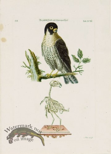 (image for) Meyer Birds 06