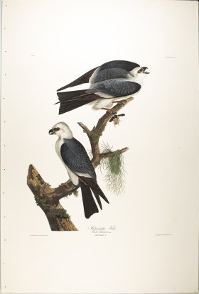 Mississippi Kite