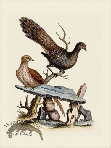 (image for) Edwards 069 Peacock Pheasant