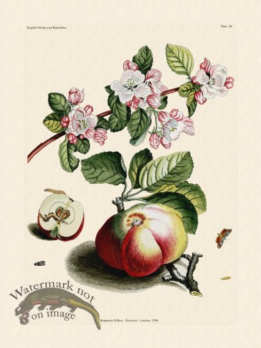 (image for) Wilkes Butterflies 065