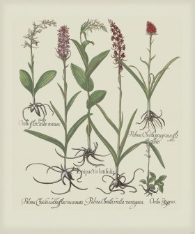 Besler 196 Colored B2