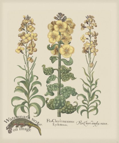 (image for) Besler 170 Colored B2