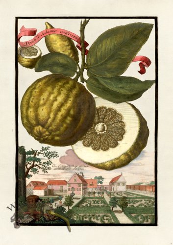 (image for) Volckamer 010