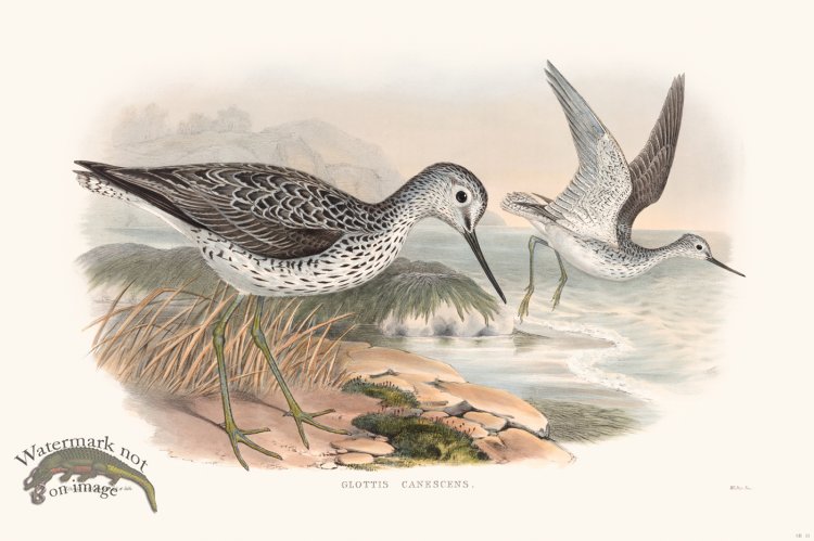(image for) Gould Shore Bird 011