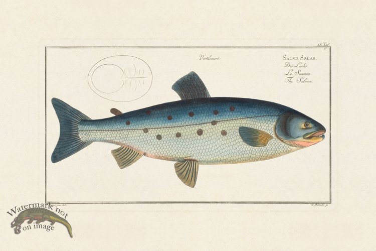 (image for) Bloch Fish 020