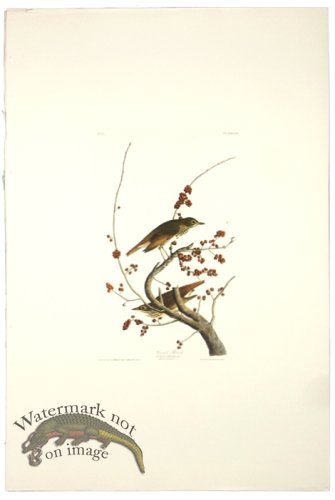 (image for) Hermit Thrush