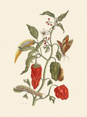 Merian Metamorphosis 55