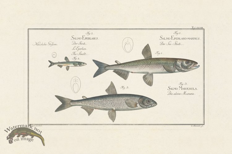 (image for) BLOCH FISH 028