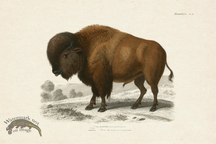 FNH 18 Buffalo Bison