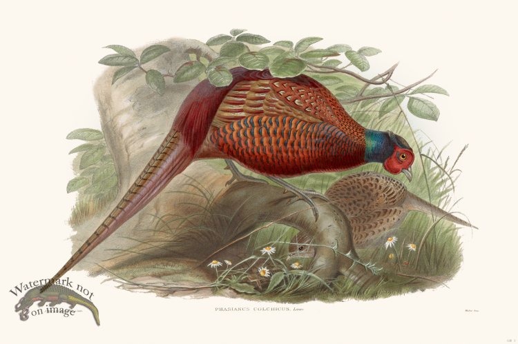 (image for) Gould Game Bird 005