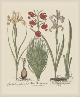 Besler 185 Colored B2