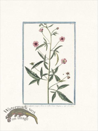 (image for) Bonelli 048 Musk Mallow