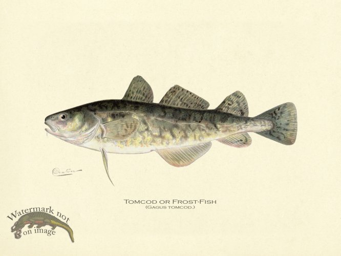 (image for) Tomcod or Frost-fish