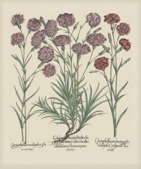 Besler 310 Colored B2