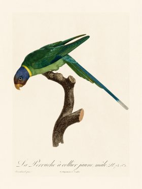 Barraband Parrot 075