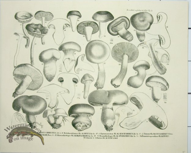 (image for) Mushroom Atlas 48