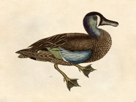 Duck - Tribute Bd 40