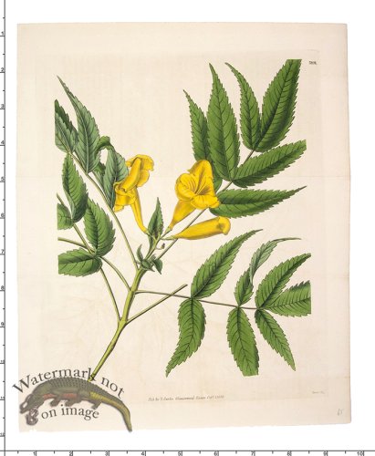 Curtis Botanical 074