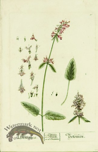 (image for) Blackwell German 217