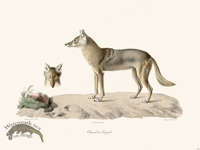 (image for) Cuvier 176 Jackal of Jenegal