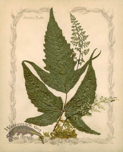 (image for) Jamaican Fern 04