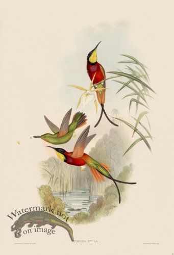 (image for) Gould Hummingbird 066