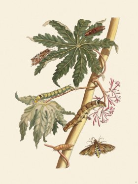 Merian Metamorphosis 62