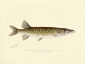 Pickerel - from Massachusetts