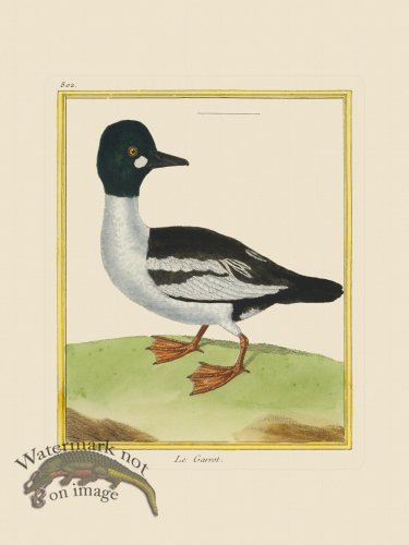 (image for) Martinet Bird 802
