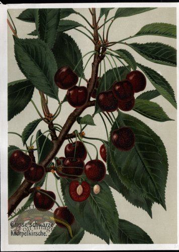 (image for) Fruit 17