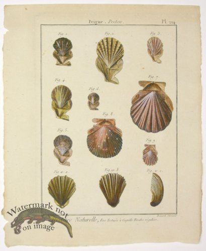 (image for) Diderot Shell 16