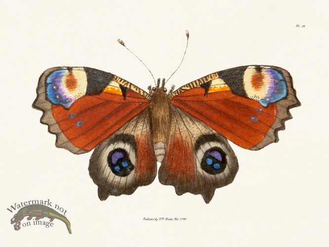 (image for) Nodder BF 26