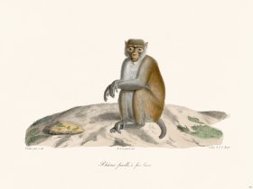 Cuvier 374 Male Hull