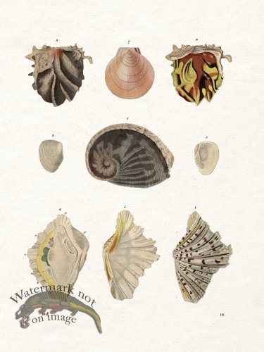 (image for) Shell BOTW 18