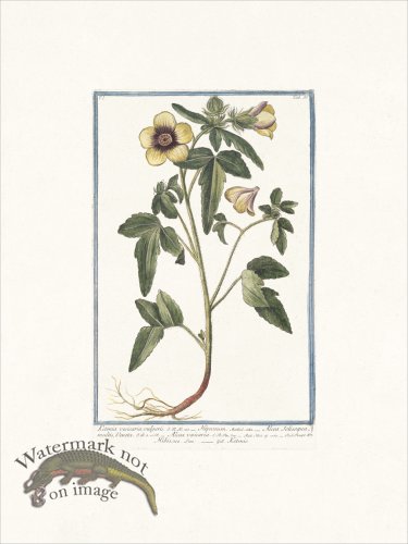 (image for) Bonelli 055 Ketmie