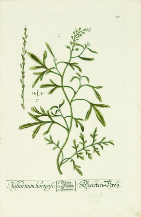 Blackwell German 256