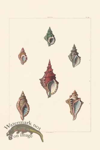 (image for) Perry Shell 14