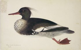 228 Swedish Birds . Mergus Serrator, Red-breasted merganser, Mal