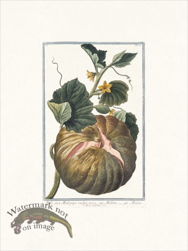 (image for) Bonelli 065 Melo vulgaris