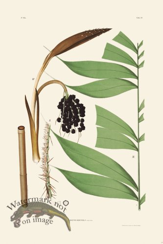 (image for) Rodrigues Palm Front 039