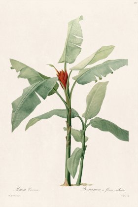 Les Liliacees Redoute 307