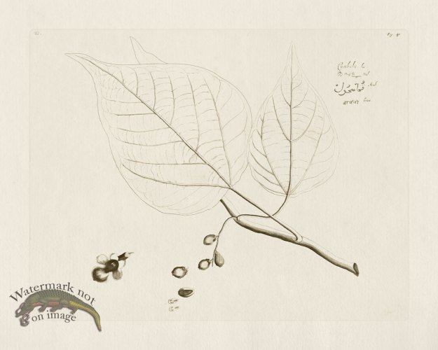 (image for) HORTUS VOL 01 41