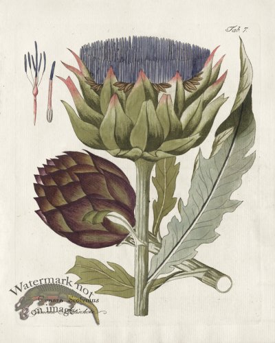 (image for) Artichoke
