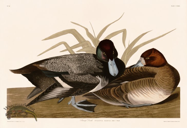 (image for) 229 Scaup Duck