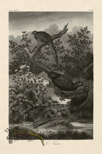 (image for) Hoefer Tree 26