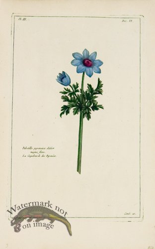 (image for) Buchoz Bot 34