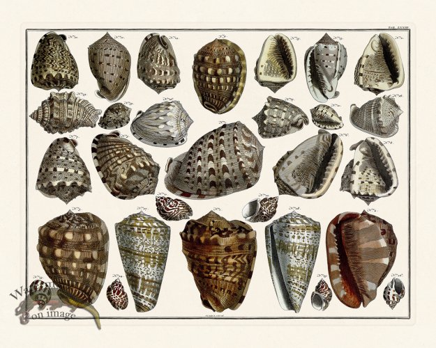 (image for) Seba B2 073 Shells