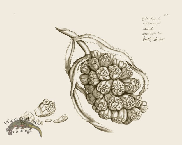 (image for) HORTUS VOL 02 06